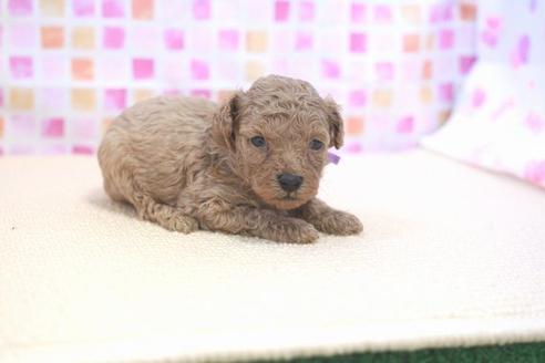 成約済の滋賀県のトイプードル-53187の1枚目