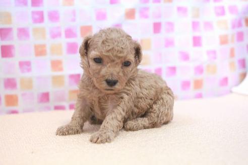 成約済の滋賀県のトイプードル-53189の4枚目