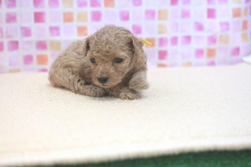 成約済の滋賀県のトイプードル-53189の3枚目