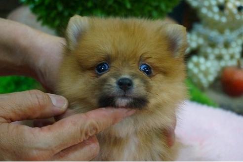 成約済の京都府のポメラニアン-54106の3枚目