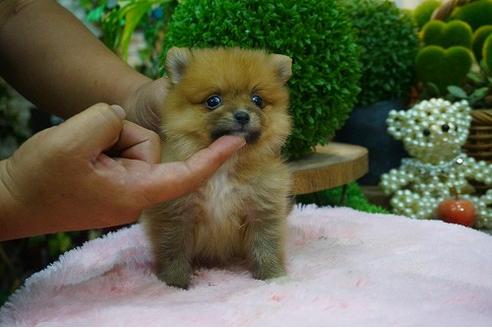 成約済の京都府のポメラニアン-54106の1枚目