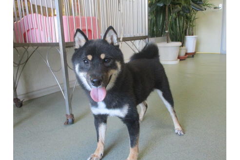 成約済の岡山県の豆柴-38278の2枚目