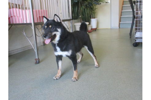 成約済の岡山県の豆柴-38278の1枚目