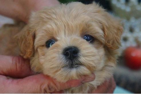 成約済の京都府のマルプー:マルチーズ×トイプードル-54119の3枚目