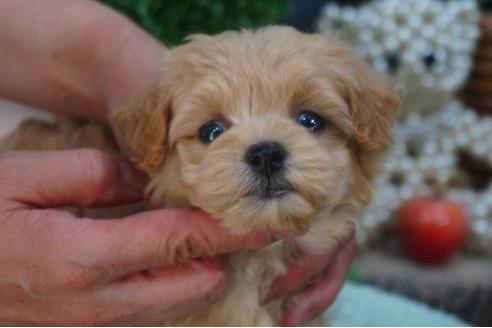 成約済の京都府のマルプー:マルチーズ×トイプードル-54119の2枚目