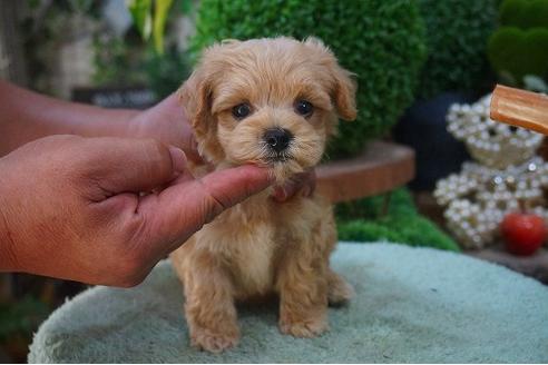 成約済の京都府のマルプー:マルチーズ×トイプードル-54119の1枚目