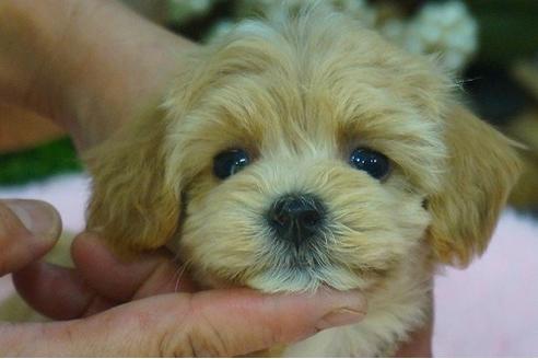 成約済の京都府のマルプー:マルチーズ×トイプードル-54120の3枚目