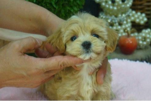 成約済の京都府のマルプー:マルチーズ×トイプードル-54120の2枚目