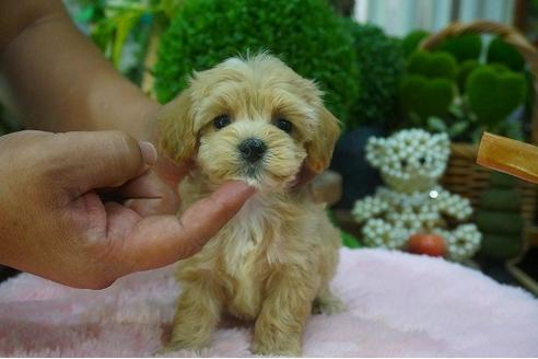 成約済の京都府のマルプー:マルチーズ×トイプードル-54120の1枚目