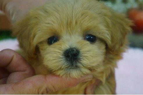 成約済の京都府のマルプー:マルチーズ×トイプードル-54123の3枚目