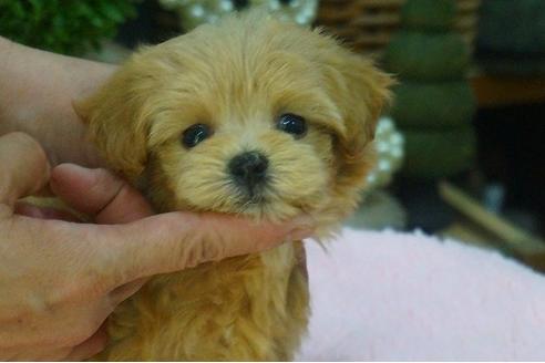 成約済の京都府のマルプー:マルチーズ×トイプードル-54123の2枚目