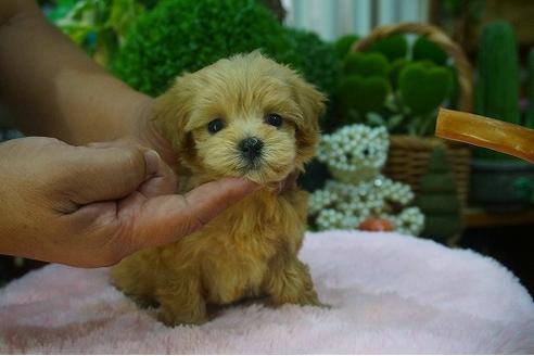 成約済の京都府のマルプー:マルチーズ×トイプードル-54123の1枚目