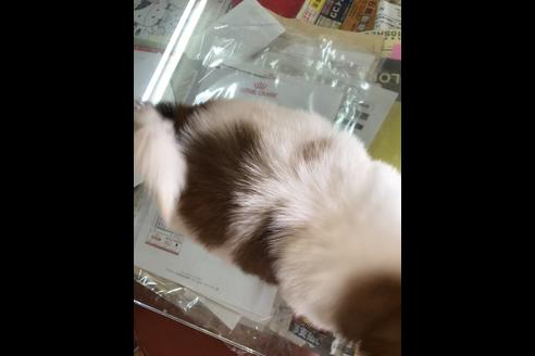 成約済の愛媛県のシーズー-54148の1枚目