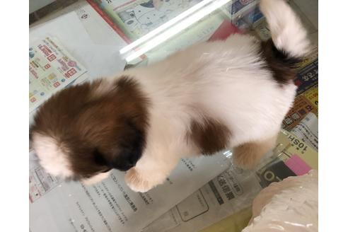 成約済の愛媛県のシーズー-54149の1枚目