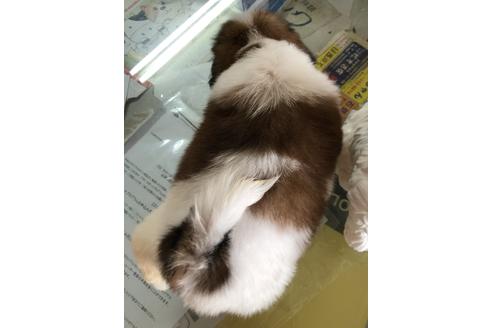 成約済の愛媛県のシーズー-54151の1枚目