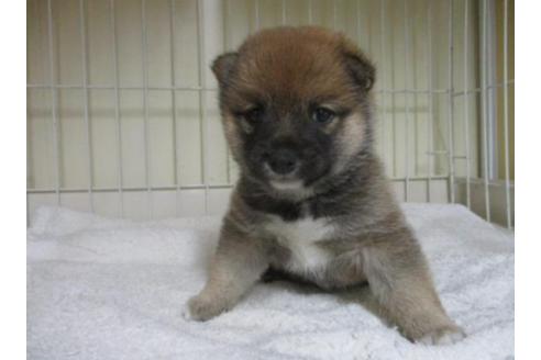 成約済の岡山県の豆柴-54157の2枚目