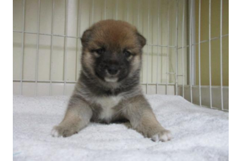 成約済の岡山県の豆柴-54157の1枚目