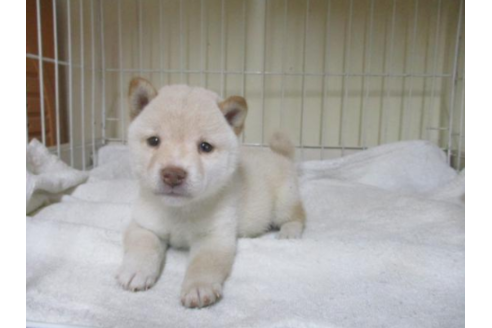 成約済の岡山県の豆柴-54159の2枚目