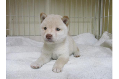 成約済の岡山県の豆柴-54159の1枚目