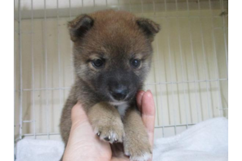 成約済の岡山県の豆柴-54161の1枚目