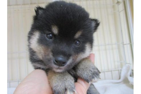 成約済の岡山県の柴犬-54162の2枚目