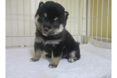 成約済の岡山県の柴犬-54162の1枚目