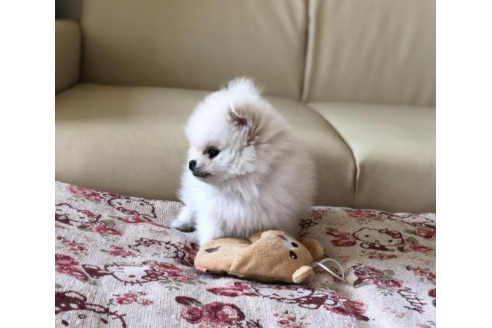 成約済の香川県のポメラニアン-54178の3枚目