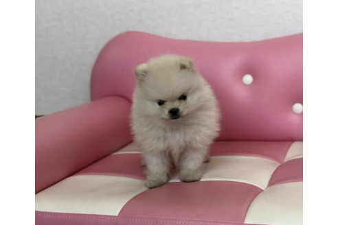 成約済の香川県のポメラニアン-54178の2枚目