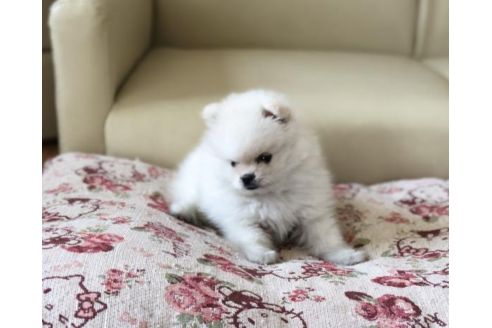 成約済の香川県のポメラニアン-54178の1枚目