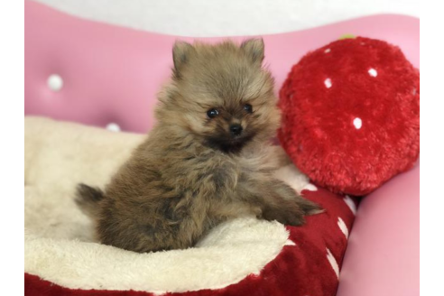 成約済の香川県のポメラニアン-54183の3枚目