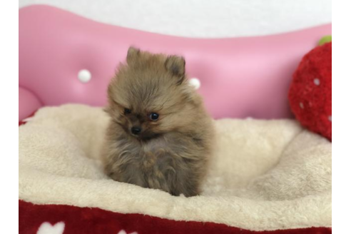 成約済の香川県のポメラニアン-54183の1枚目