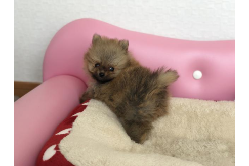 成約済の香川県のポメラニアン-54183の2枚目