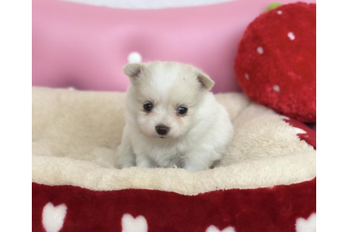 成約済の香川県のポメチワ:ポメラニアン×チワワ-54185の2枚目