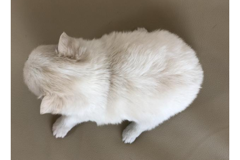 成約済の香川県のポメチワ:ポメラニアン×チワワ-54185の1枚目