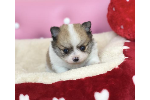 成約済の香川県のポメチワ:ポメラニアン×チワワ-54186の4枚目