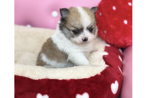 成約済の香川県のポメチワ:ポメラニアン×チワワ-54186の3枚目