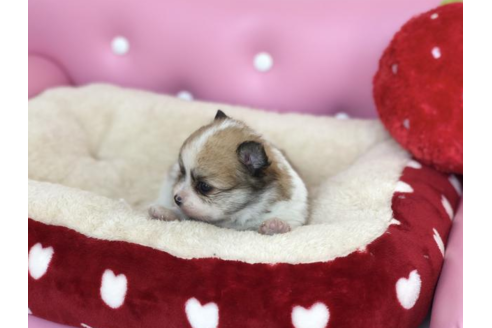 成約済の香川県のポメチワ:ポメラニアン×チワワ-54186の2枚目