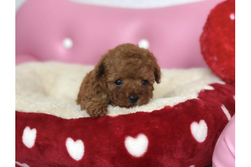 成約済の香川県のトイプードル-54188の2枚目