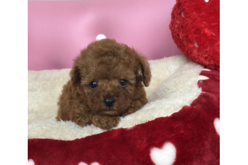 成約済の香川県のトイプードル-54188の1枚目