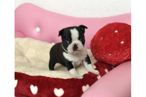 成約済の香川県のボストンテリア-54190の4枚目