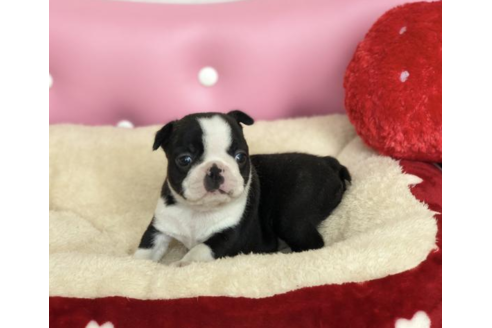 成約済の香川県のボストンテリア-54190の3枚目