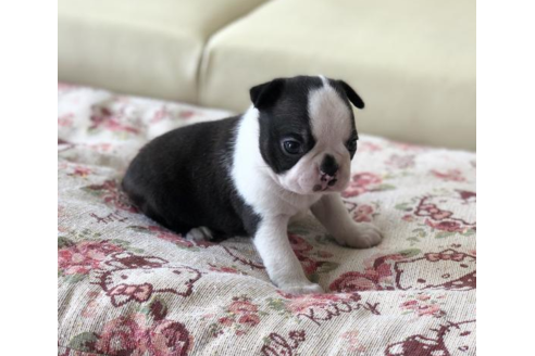 成約済の香川県のボストンテリア-54192の4枚目