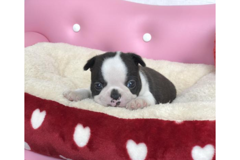 成約済の香川県のボストンテリア-54192の2枚目