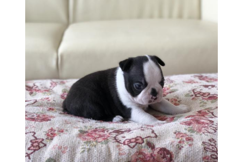 成約済の香川県のボストンテリア-54192の1枚目