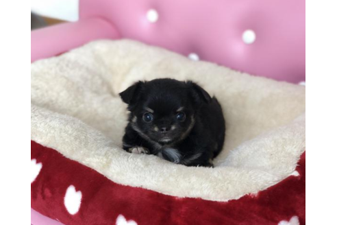 成約済の香川県のチワワ(ロングコート)-54201の4枚目