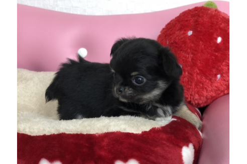 成約済の香川県のチワワ(ロングコート)-54201の3枚目