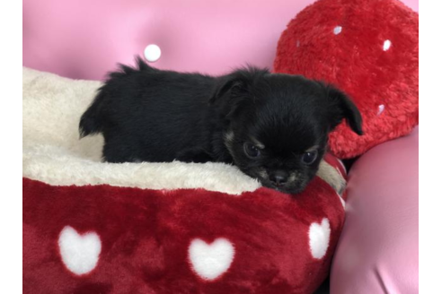 成約済の香川県のチワワ(ロングコート)-54201の2枚目