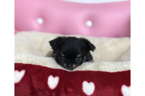 成約済の香川県のチワワ(ロングコート)-54201の1枚目