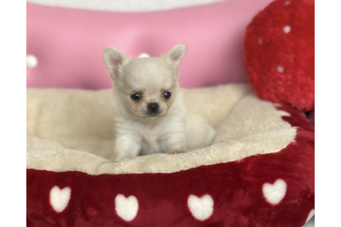 成約済の香川県のチワワ(ロングコート)-54205の3枚目