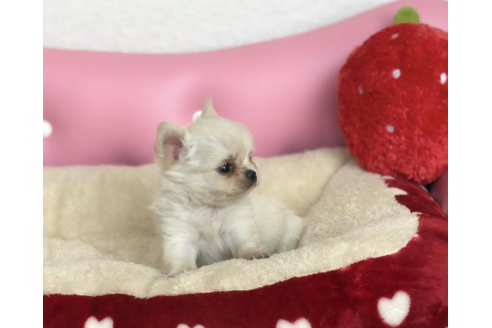 成約済の香川県のチワワ(ロングコート)-54205の2枚目